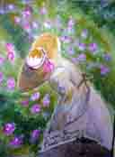 La rose de Mai